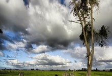 足總杯第5輪曼聯1-0西漢姆聯 麥克托米奈補時建功.